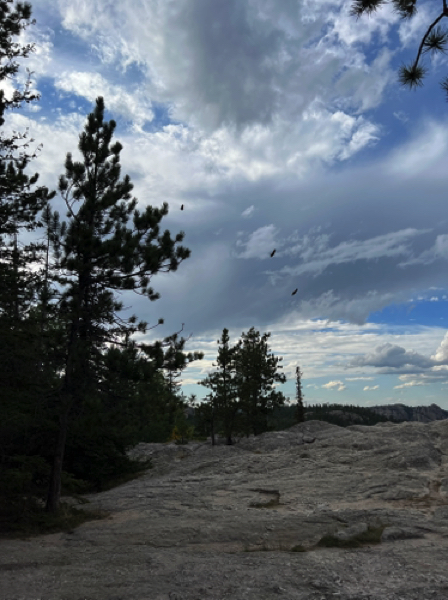 Turkey Vultures circling us on the way down