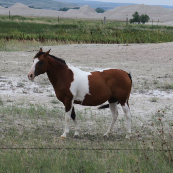 A Horse we saw on way into the Badlands