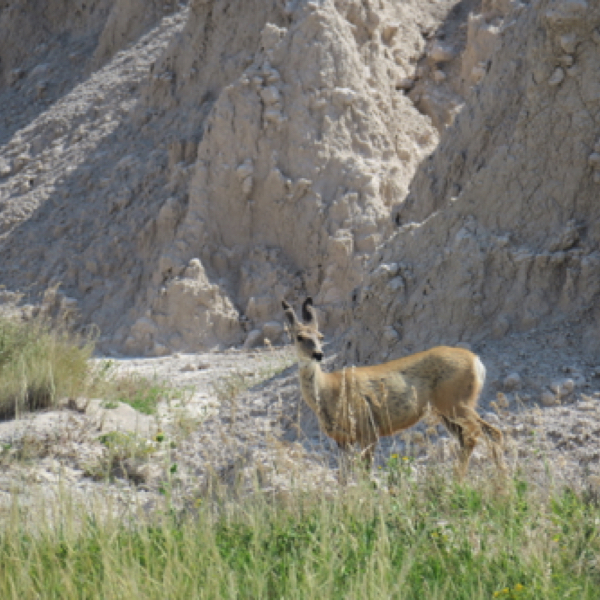 Mule Deer