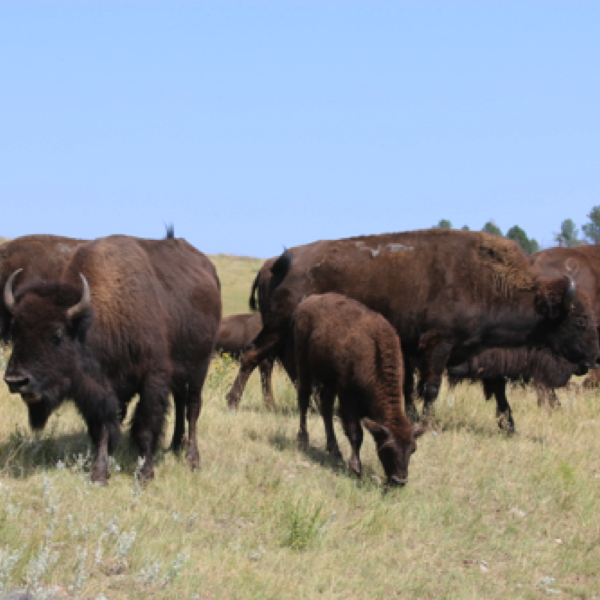 Custer State Park - Bison