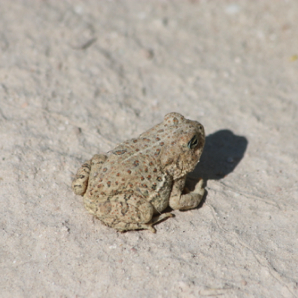 Prairie Spadefoot Toad