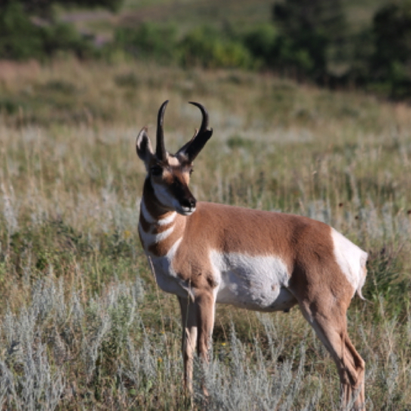 Pronghorn Antelope