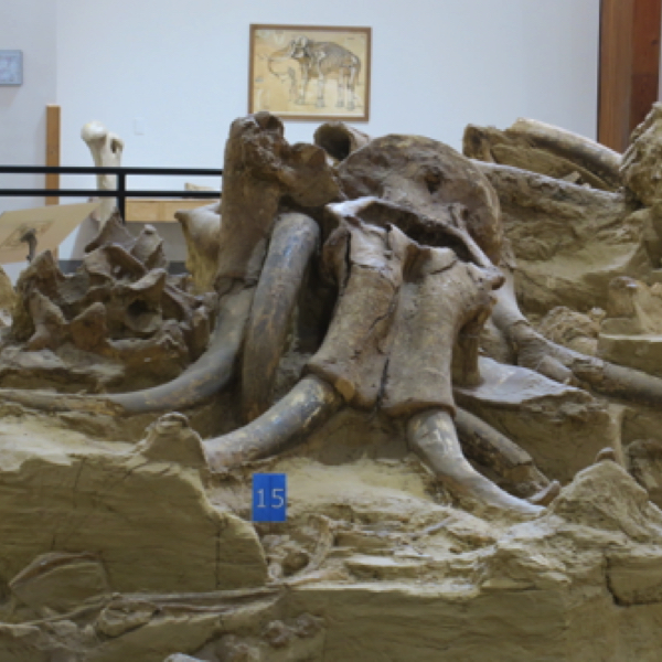 Mammoth Site