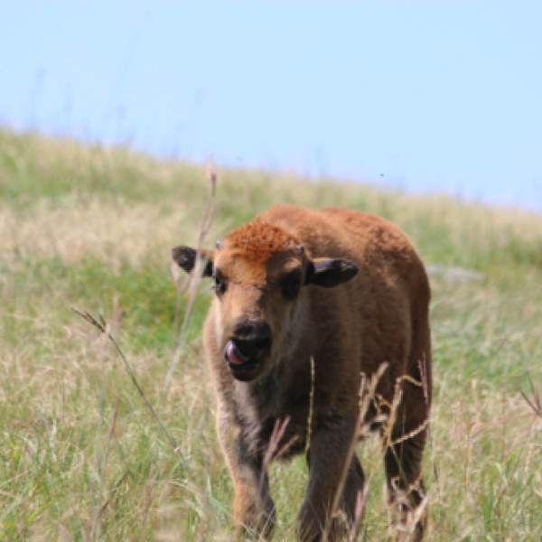 Baby Bison