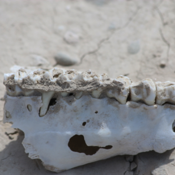 Rocky Mountain Sheep jaw