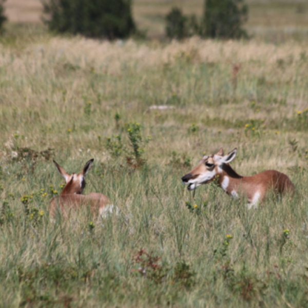 Custer State Park - Pronghorn Antelope