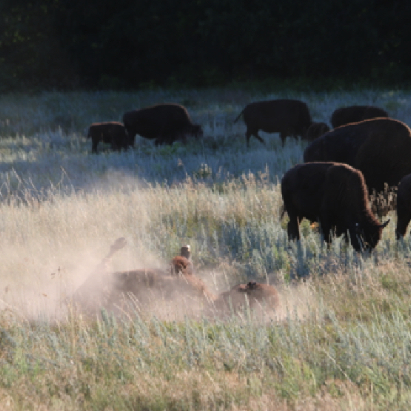 Bison 'dusting'