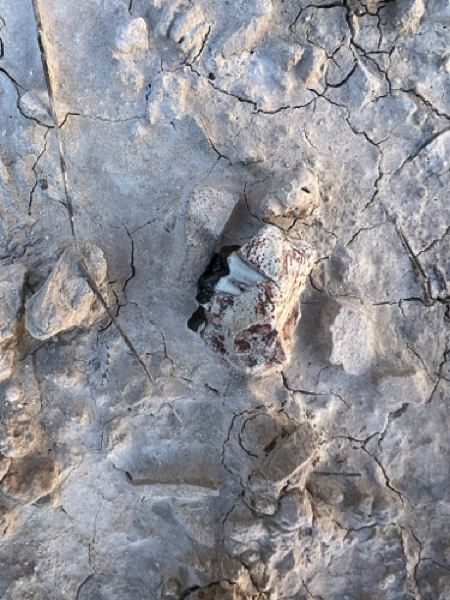 First fossil jawbone and teeth