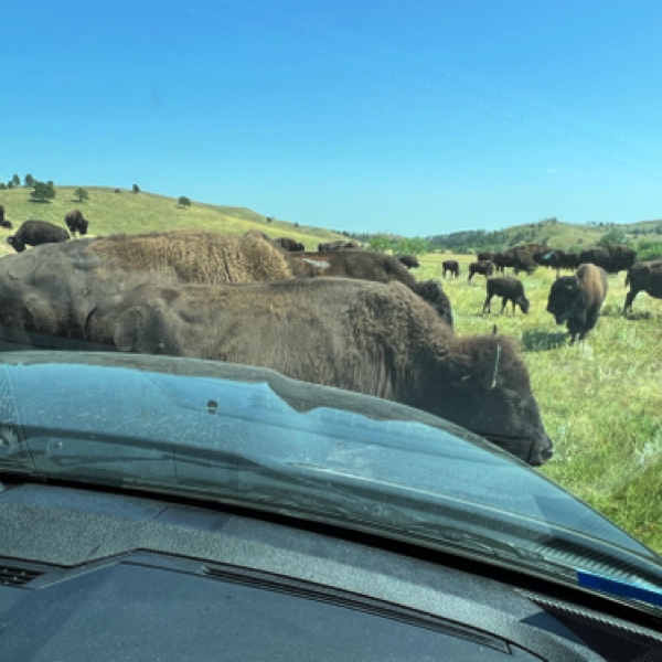 Custer State Park - Bison