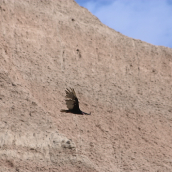 Turkey Vulture (they kept following us!)