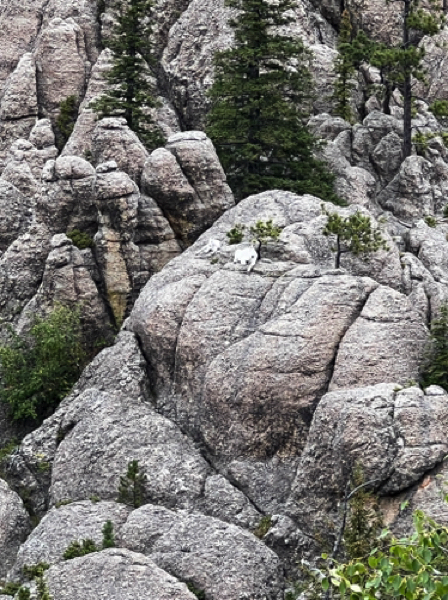 Better view of the Mountain Goats