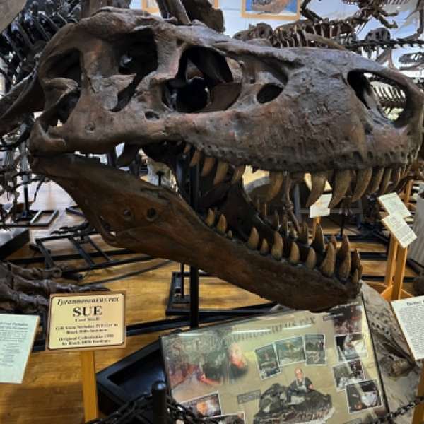 Dinosaur Museum - 'Sue'