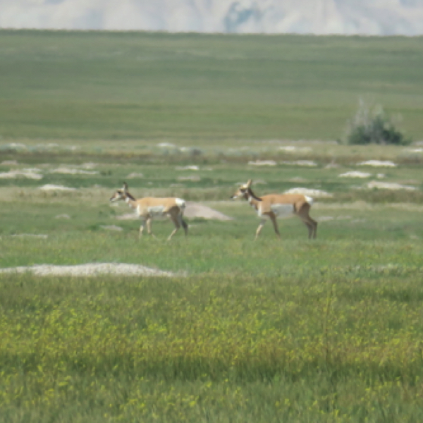 Pronghorn Antelope