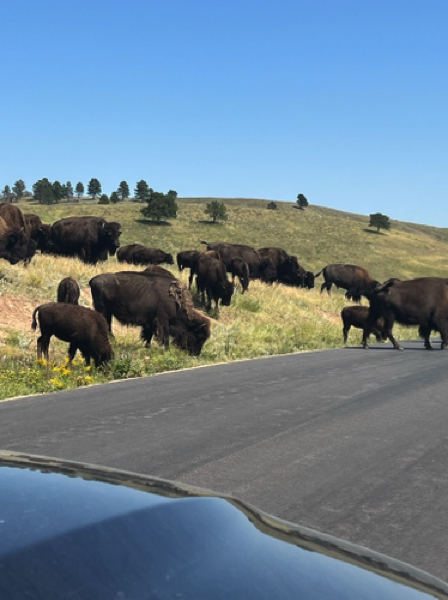 Why did the Bison cross the road?