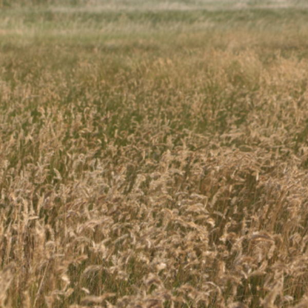 Grass on Sheep Mountain Table