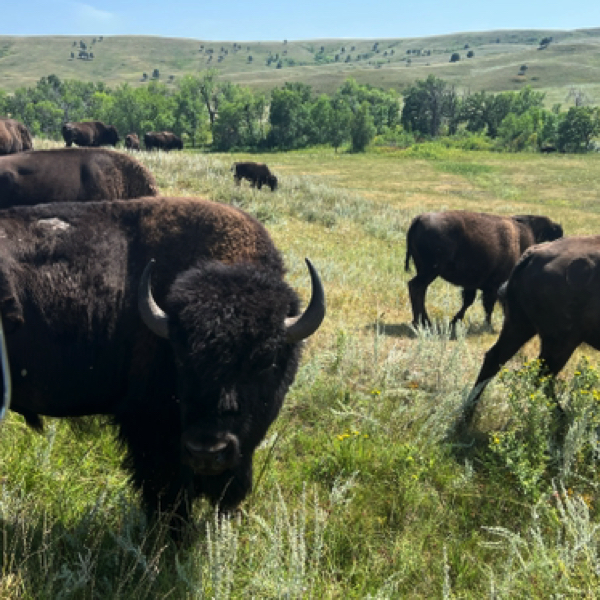 Custer State Park - Bison