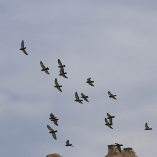 Rock Pigeons