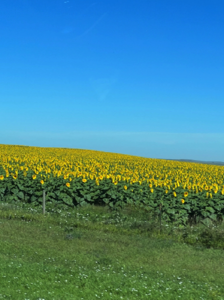 Field of sunflowers