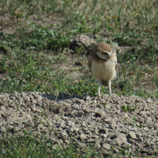 Burrowing Owl