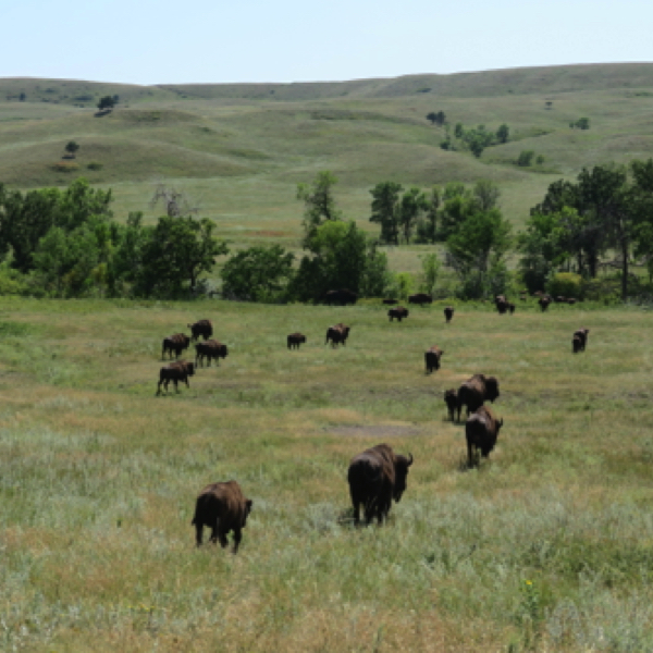 Custer State Park - Bison