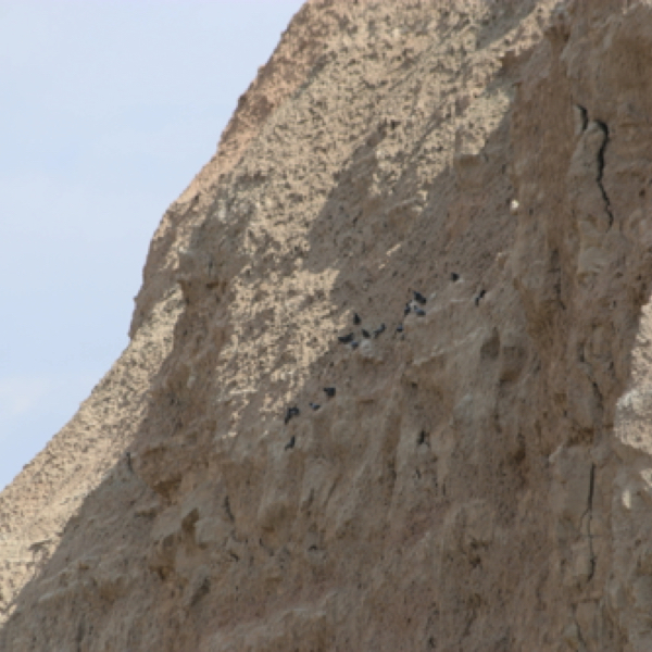 The Rock Pigeon nests