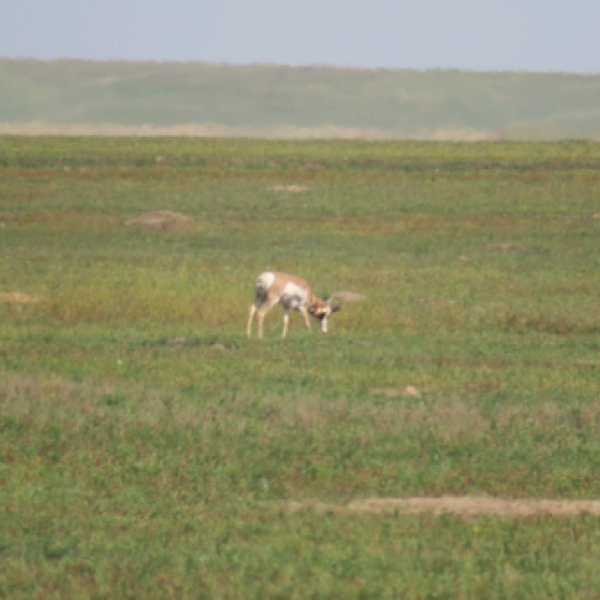 Pronghorn Antelope