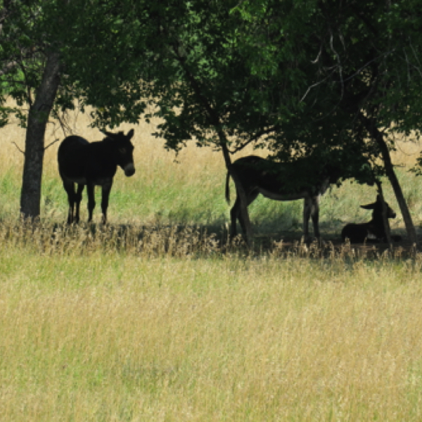 Custer State Park - Burros