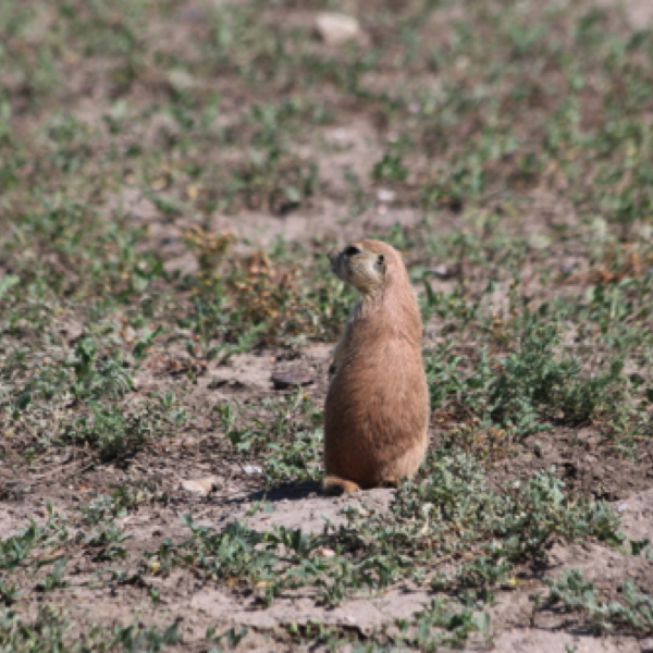 Prairie Dog