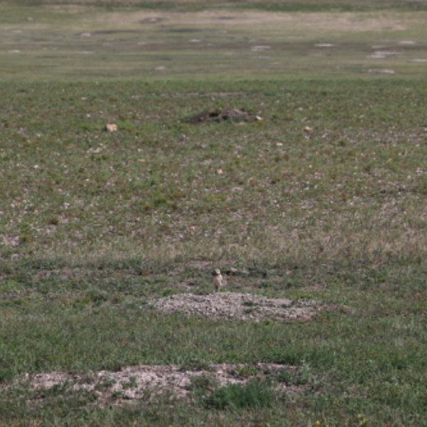 Burrowing Owl