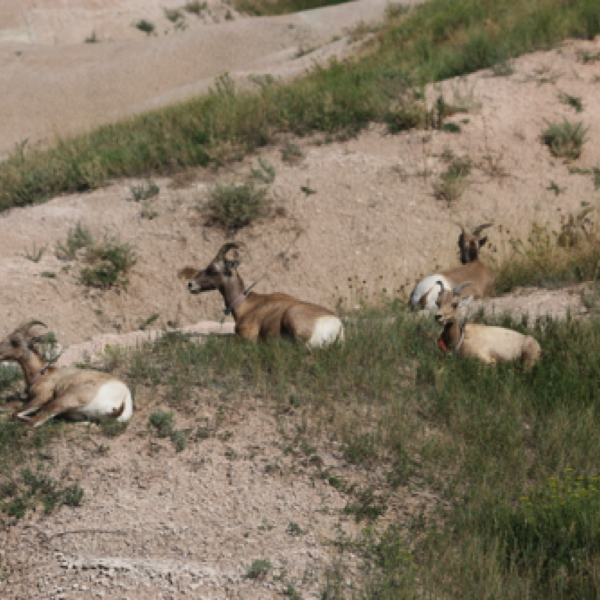 Bighorn Sheep