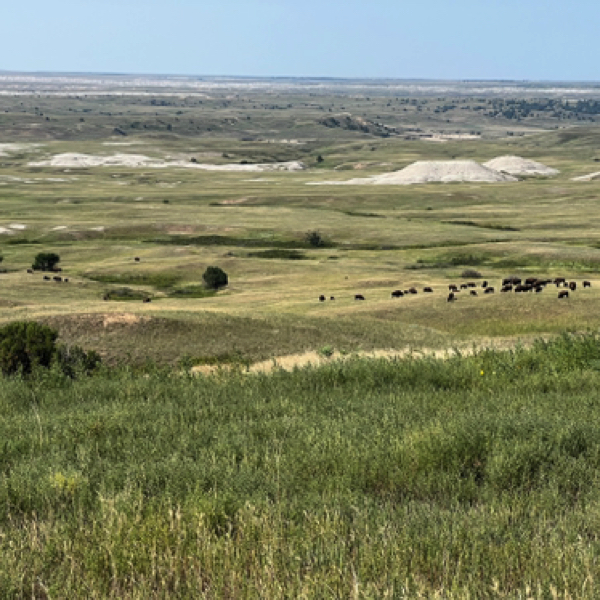 Bison herd