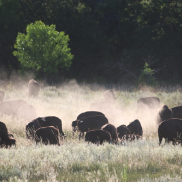 Bison