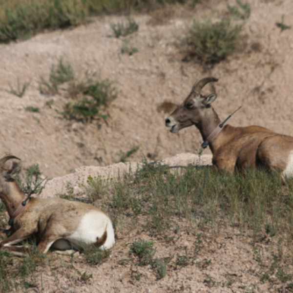 Bighorn Sheep