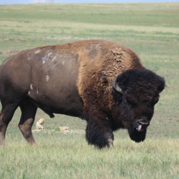 Bison