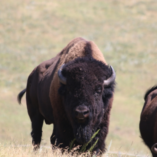 Custer State Park - Bison