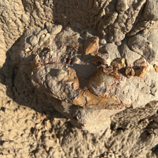 Fossil skull