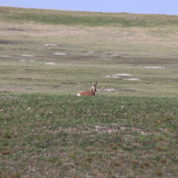 Pronghorn Antelope