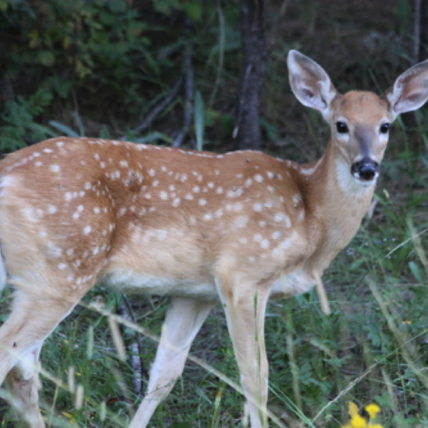 White-tailed Deer