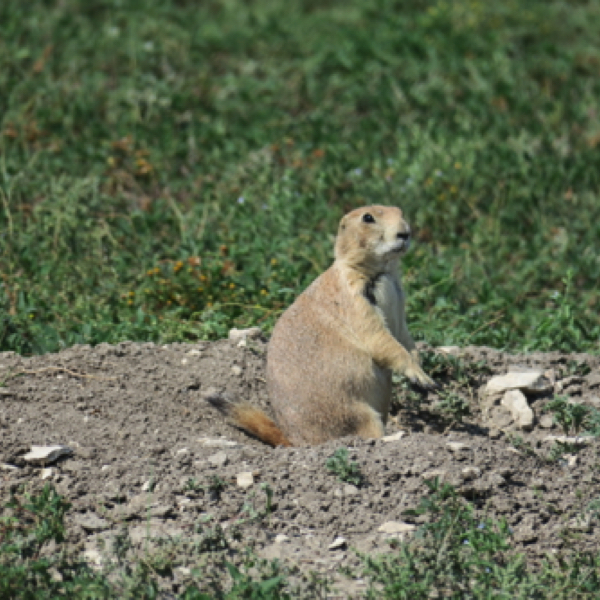 Prairie Dog