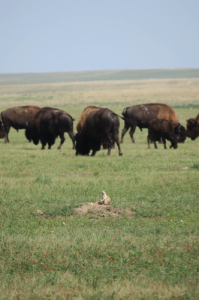 Prairie dog & Bison