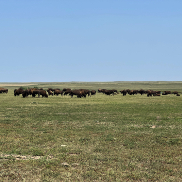 Bison herd