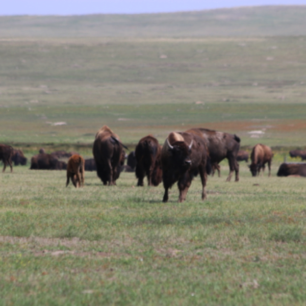 Bison herd