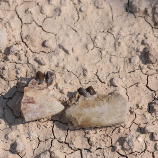 Fossil teeth & snail shell