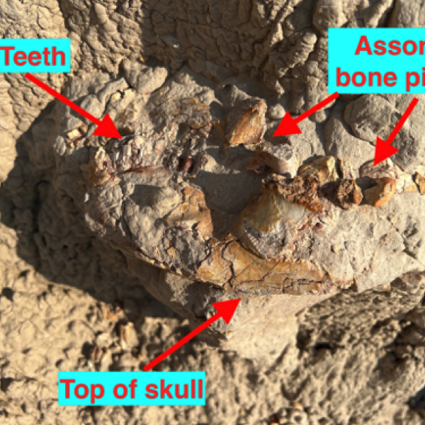 Fossil skull (with labels)