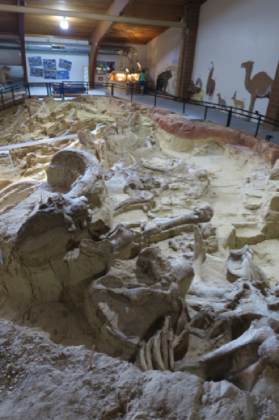 Mammoth Site