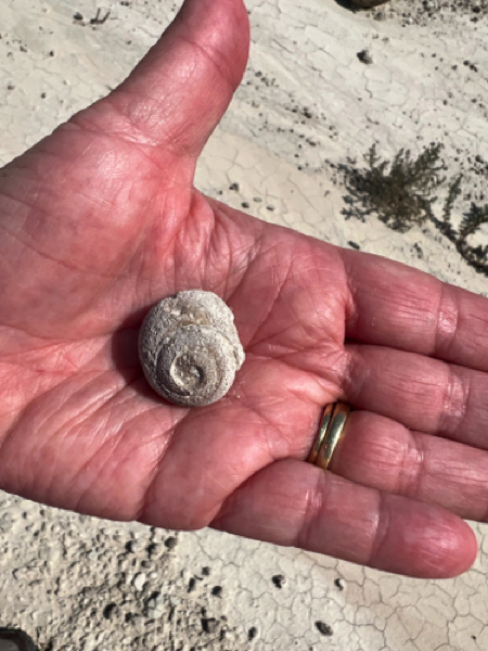 Fossil Land Snail