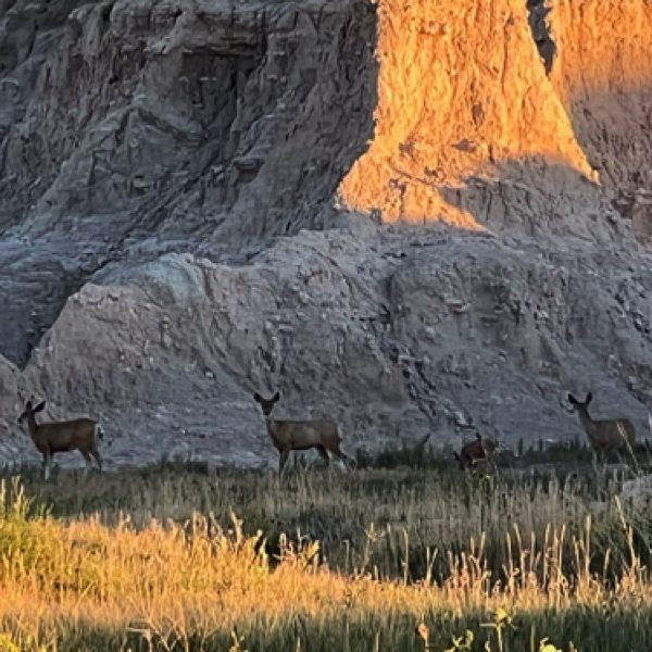 Mule deer