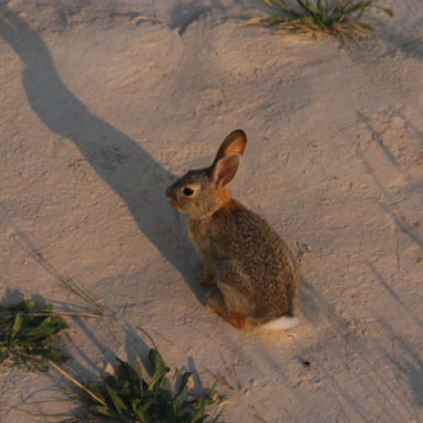 Desert Cottontail