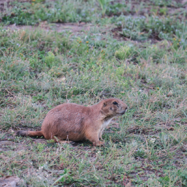 Prairie Dog