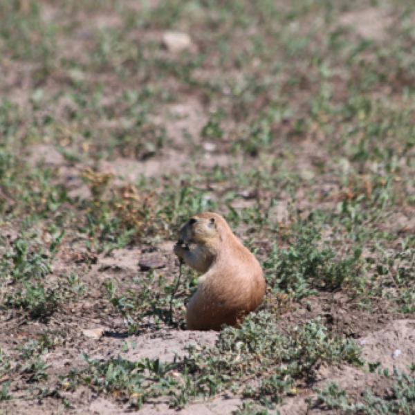 Prairie Dog